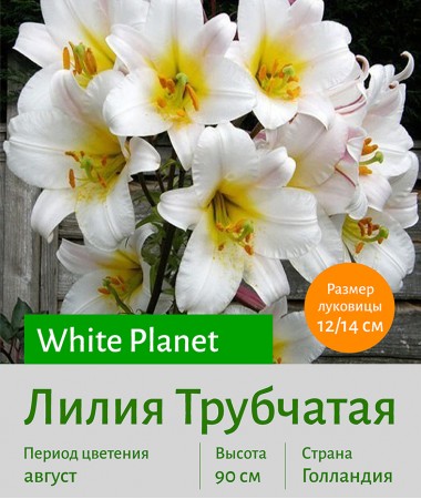  Трубчатая лилия White Planet